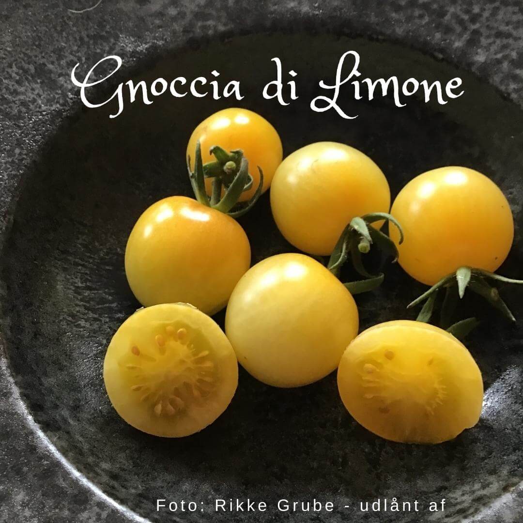 Gnocchia di Limone